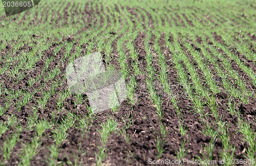 Image of Field with a little sprouts