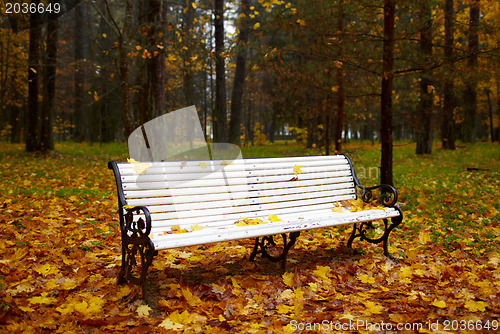 Image of Bench in the autumn park.