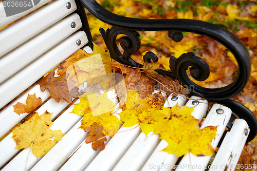 Image of Yellow maple leaf on the bench.