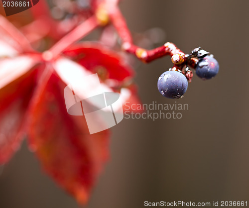 Image of Wild berry with the leaf.