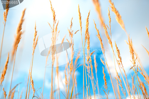 Image of Grass ears.