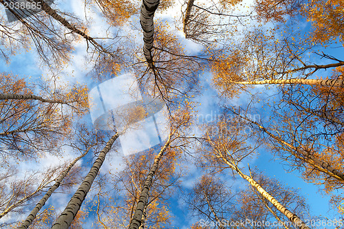 Image of Birch trees. Low angle.