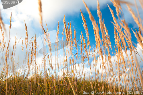 Image of Grass and sky.