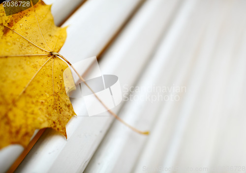 Image of Yellow maple leaf on the bench.