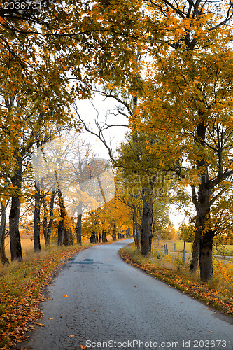 Image of Autumn road.