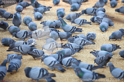 Image of Pigeons feeding on the square