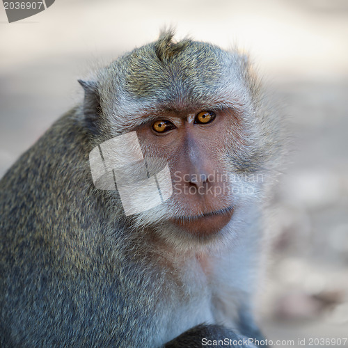 Image of Monkey - macaca fascicularis