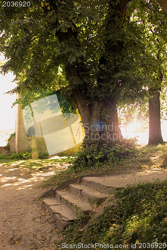 Image of Tree and stairs