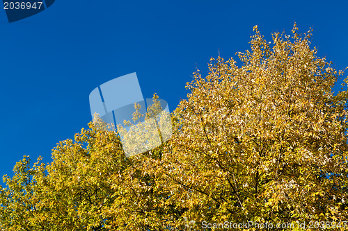 Image of beautiful blue sky and yellow tree in autumn