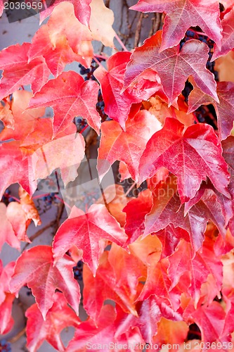 Image of red and orange leaves in autumn 