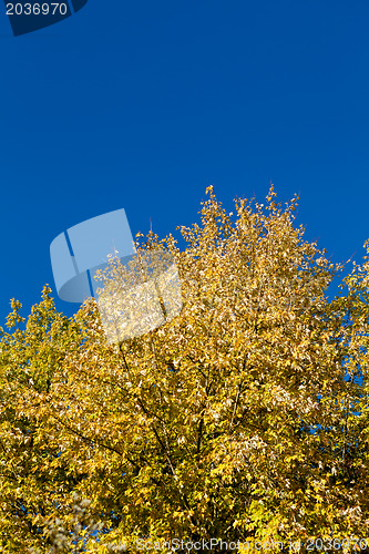 Image of beautiful blue sky and yellow tree in autumn