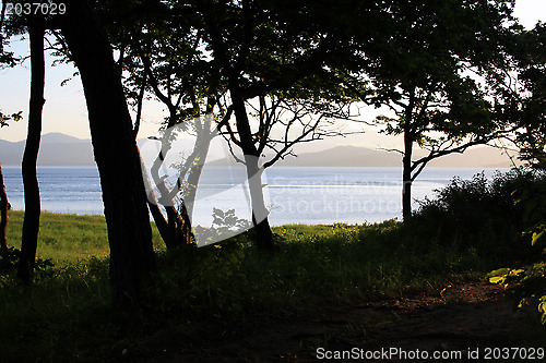 Image of Wood on seacoast