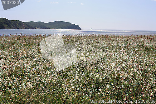 Image of Waves of an grass are similar to sea waves