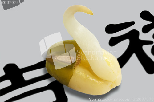 Image of soybean sprout
