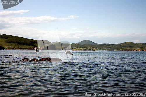 Image of Flight of birds of seagulls over water