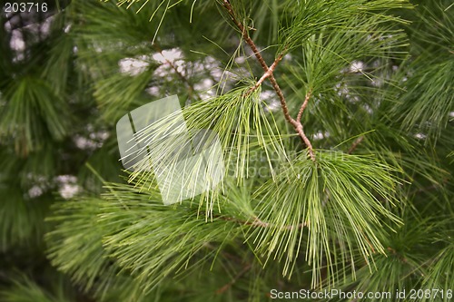 Image of Pine needles