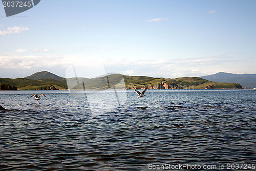 Image of Flight of birds of seagulls over water