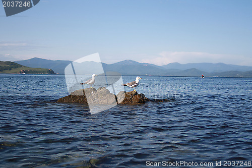 Image of Seagulls have a rest on a stone