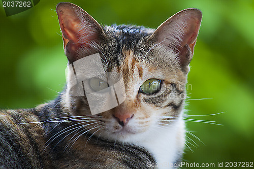Image of Cat's head - looking at camera.