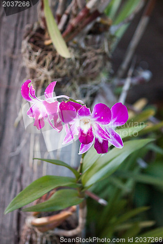 Image of Pink orchid close-up