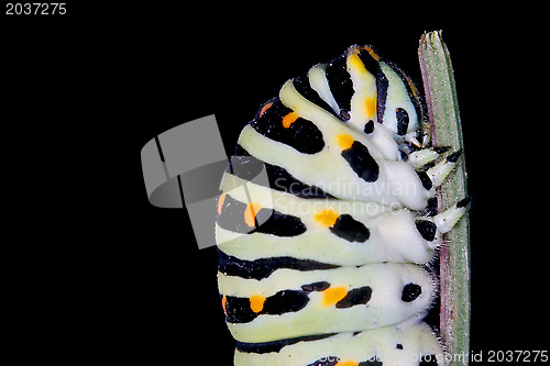 Image of head of  Papilio Macaone