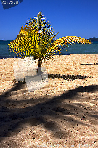 Image of  madagascar palm