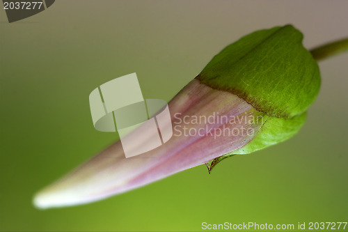 Image of pink flower campanula rapunculus campanulacee 