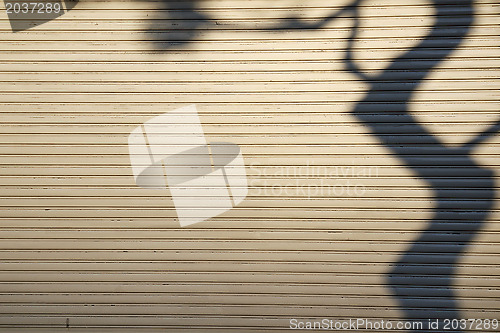 Image of tree shadow
