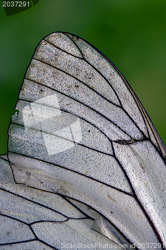Image of white wing  line