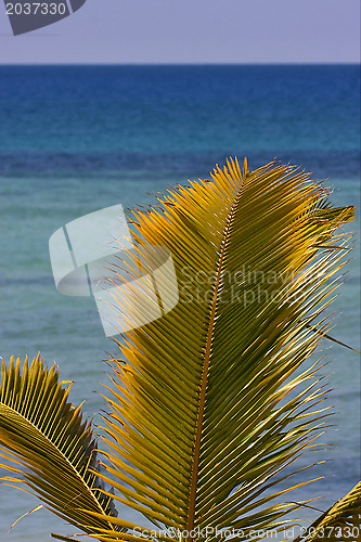 Image of  palm and sea