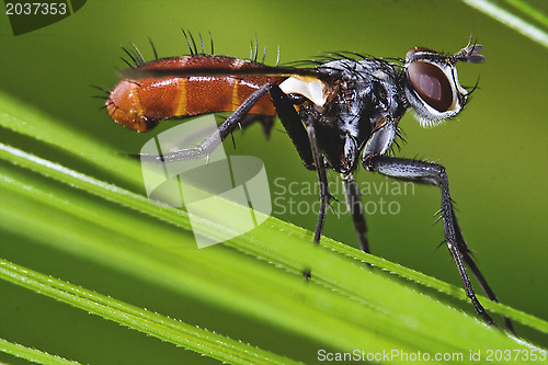 Image of Diptera Tochinidae Cylindromia 