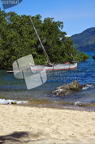 Image of  madagascar  branch boat palm and coastline