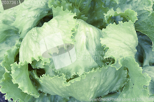 Image of White cabbage
