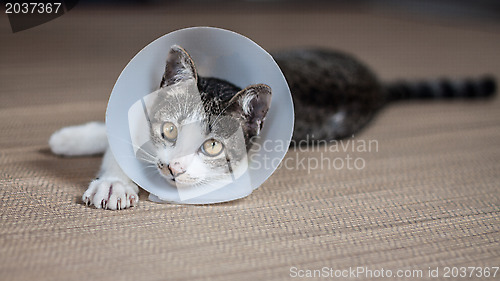 Image of Siamese cat in a collar