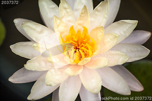 Image of White Lotus