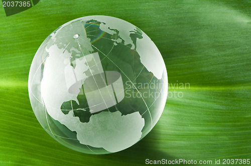 Image of Glass globe on green leaf