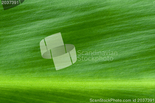 Image of Natural background of green leaf