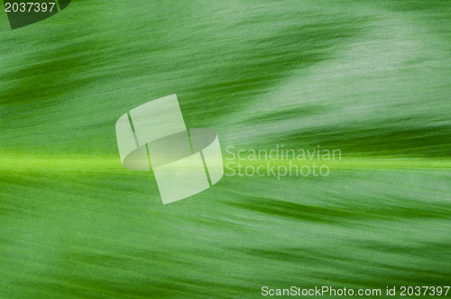 Image of Natural background of green leaf