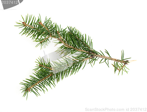 Image of Fir branch