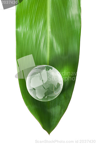 Image of Glass globe on green leaf