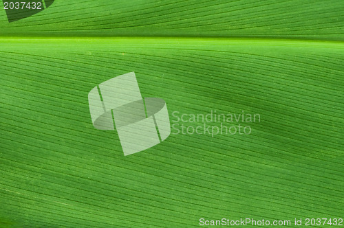 Image of Natural background of green leaf