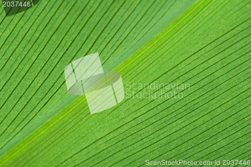 Image of Natural background of green leaf