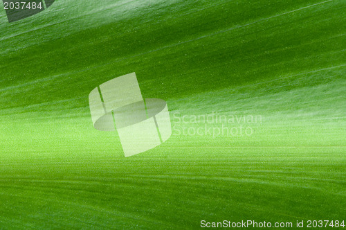 Image of Natural background of green leaf