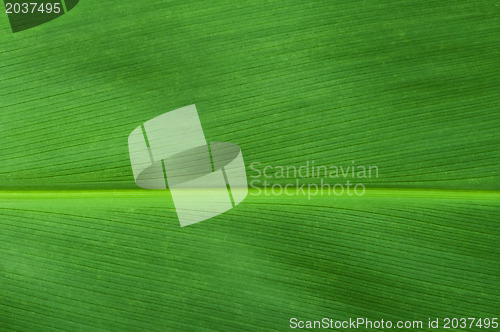 Image of Natural background of green leaf