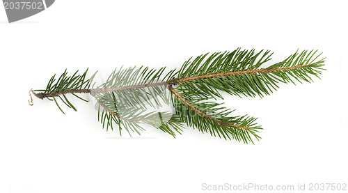 Image of Fir branch