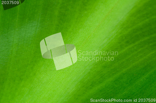 Image of Natural background of green leaf