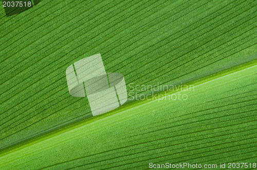 Image of Natural background of green leaf