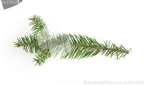 Image of Fir branch