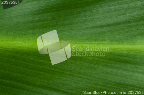 Image of Natural background of green leaf