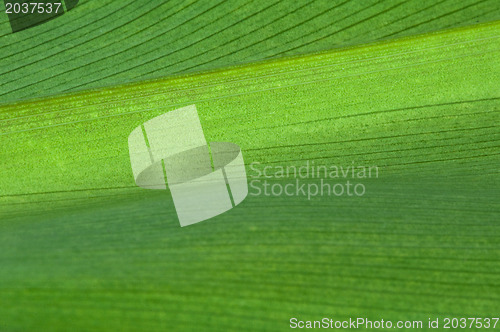 Image of Natural background of green leaf